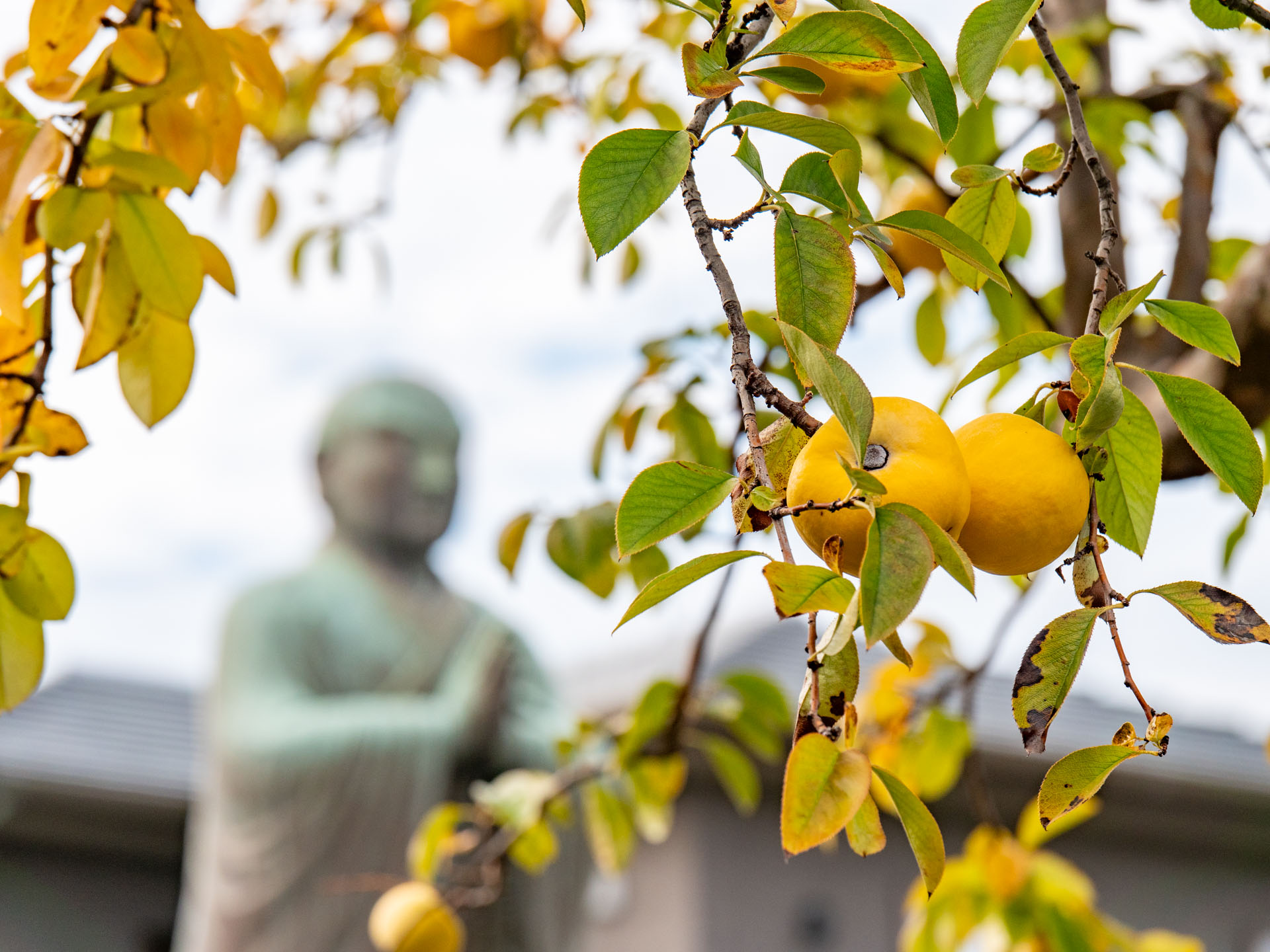 法華寺境内の緑
