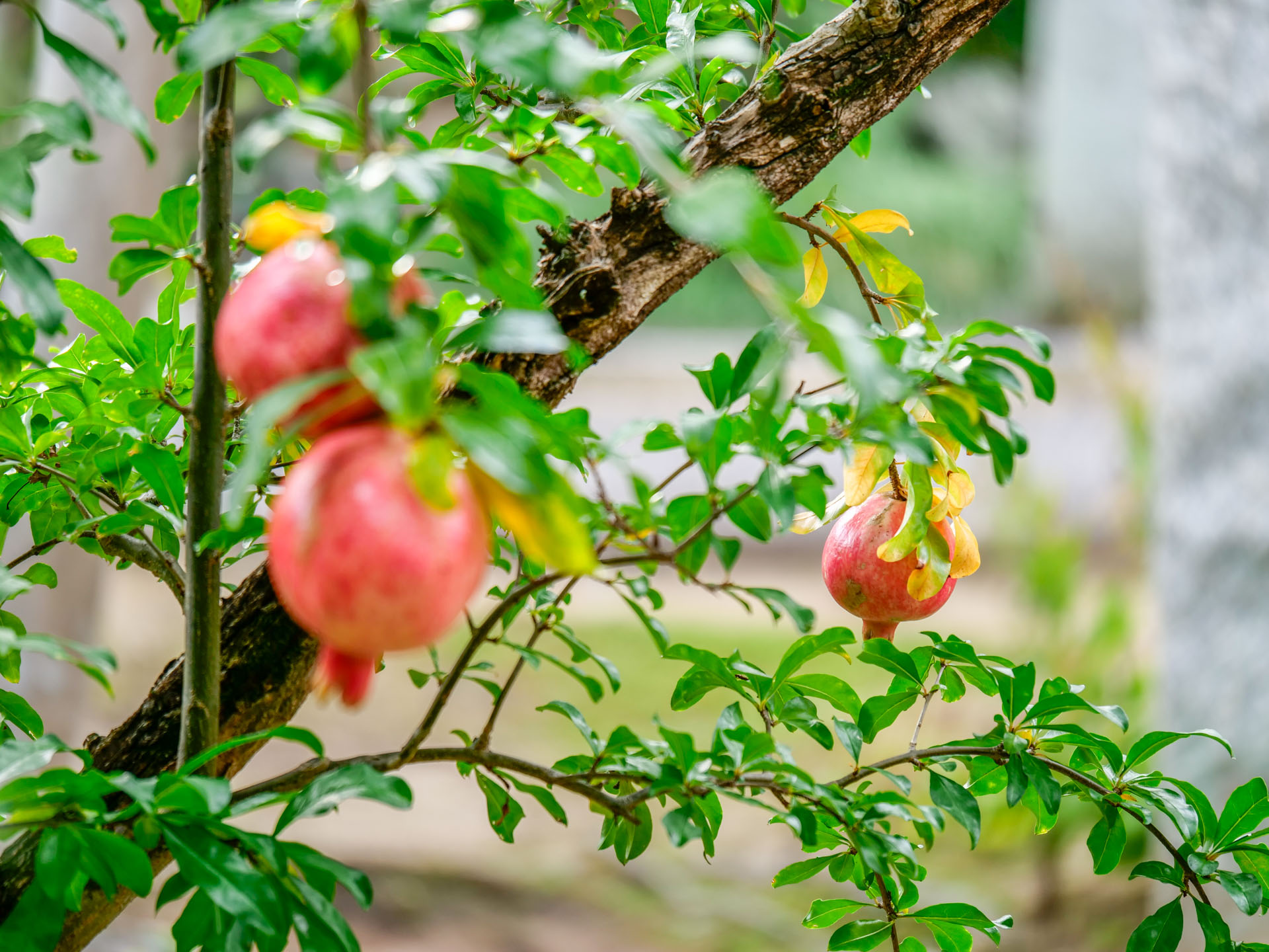 法華寺境内の緑